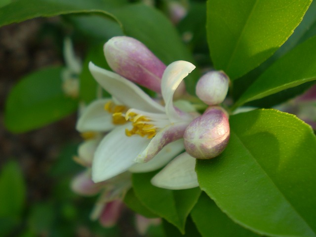 レモンの花