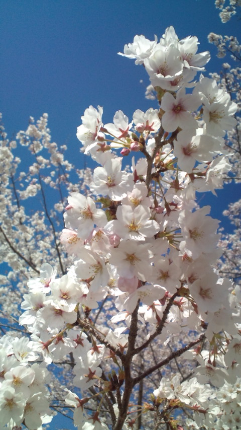 桜が咲いています。